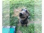 German Wirehaired Pointer Mix DOG FOR ADOPTION RGADN-1381248 - DARCY ANN -