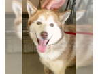 Mix DOG FOR ADOPTION RGADN-1381260 - Rainey Turtle 60356 - Husky (medium coat)