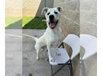 Akbash-Labrador Retriever Mix DOG FOR ADOPTION RGADN-1381307 - PECAN - Akbash /