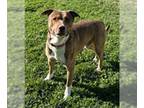 American Staffordshire Terrier-Border Collie Mix DOG FOR ADOPTION RGADN-1381308