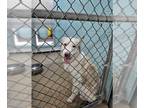 Siberian Husky DOG FOR ADOPTION RGADN-1381312 - CASPER - Siberian Husky (medium