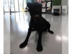 Border Terrier Mix DOG FOR ADOPTION RGADN-1381313 - A073160 - Border Terrier /