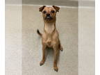 Rat Terrier DOG FOR ADOPTION RGADN-1381317 - LUCY - Rat Terrier (medium coat)