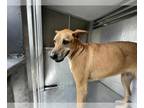 Black Mouth Cur DOG FOR ADOPTION RGADN-1381318 - LUCKY - Black Mouth Cur (medium