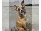 Pug-Staffordshire Bull Terrier Mix DOG FOR ADOPTION RGADN-1381319 - TOAD - Pug /
