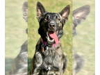 Dutch Shepherd Mix DOG FOR ADOPTION RGADN-1381344 - Venus - Belgian Shepherd