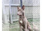 Australian Kelpie Mix DOG FOR ADOPTION RGADN-1381357 - Edward - Australian