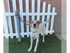 Border Collie Mix DOG FOR ADOPTION RGADN-1381369 - *HAOLE - Border Collie /