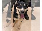 German Shepherd Dog-Siberian Husky Mix DOG FOR ADOPTION RGADN-1381378 - ELVIRA -