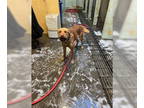 Chinese Shar-Pei Mix DOG FOR ADOPTION RGADN-1381404 - JACKPOT - Chinese Shar-Pei