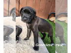 Labrador Retriever Mix DOG FOR ADOPTION RGADN-1381449 - Genevieve - Australian