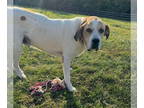 Great Pyrenees Mix DOG FOR ADOPTION RGADN-1381456 - Henry - Great Pyrenees /