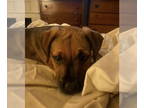 Beagle-Rhodesian Ridgeback Mix DOG FOR ADOPTION RGADN-1381457 - Helene - Beagle