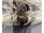 Mountain Cur Mix DOG FOR ADOPTION RGADN-1381458 - Brooklyn - Mountain Cur /