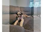 Shinese DOG FOR ADOPTION RGADN-1381489 - Shevonnie - Shih Tzu / Pekingese /