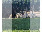 Great Pyrenees Mix DOG FOR ADOPTION RGADN-1381492 - Delores (B) - Great Pyrenees