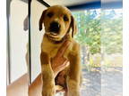 Boxer Mix DOG FOR ADOPTION RGADN-1381499 - Sassy - Boxer / Mixed Dog For