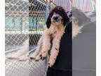 Aussiedoodle DOG FOR ADOPTION RGADN-1381508 - Halloween : Trick - Poodle