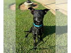 Labrador Retriever Mix DOG FOR ADOPTION RGADN-1381517 - Max *Senior* - Labrador