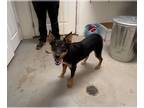Australian Kelpie Mix DOG FOR ADOPTION RGADN-1381526 - Wolfie - Australian
