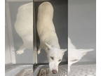 Mix DOG FOR ADOPTION RGADN-1381534 - DA 12 Justice - Husky Dog For Adoption
