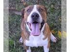Plott Hound Mix DOG FOR ADOPTION RGADN-1381535 - WHISKEY - Plott Hound / Mixed