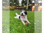 Parson Russell Terrier DOG FOR ADOPTION RGADN-1381552 - Elda - COURTEST POST -