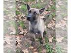 Huskies Mix DOG FOR ADOPTION RGADN-1381567 - Roland - Shepherd / Husky / Mixed