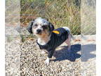 Poodle (Miniature) Mix DOG FOR ADOPTION RGADN-1381575 - Badger (6443) - Poodle