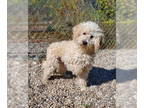 Poodle (Miniature) DOG FOR ADOPTION RGADN-1381576 - Maple (6444) - Poodle