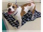 American Pit Bull Terrier Mix DOG FOR ADOPTION RGADN-1381602 - *DOROTHY - Pit