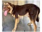 Australian Shepherd Mix DOG FOR ADOPTION RGADN-1381609 - MALACHI - Australian