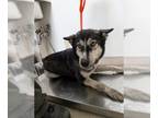 Mix DOG FOR ADOPTION RGADN-1381631 - *SHIMMER - Husky (medium coat) Dog For
