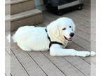 Great Pyrenees DOG FOR ADOPTION RGADN-1381753 - Bear - Great Pyrenees (long