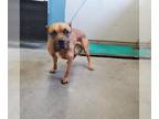 Boxer-Mastiff Mix DOG FOR ADOPTION RGADN-1381766 - *ATLAS - Boxer / Mastiff /