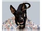 German Shepherd Dog DOG FOR ADOPTION RGADN-1381785 - ALLEN - German Shepherd Dog