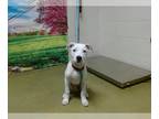 Pointer Mix DOG FOR ADOPTION RGADN-1381818 - A538534 - Pointer / Mixed (medium