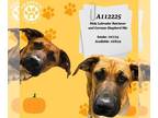 Shepradors DOG FOR ADOPTION RGADN-1381823 - JEBB - German Shepherd Dog /