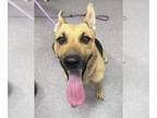 Australian Kelpie Mix DOG FOR ADOPTION RGADN-1381832 - JETTA - Australian Kelpie