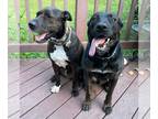 Dutch Shepherd Mix DOG FOR ADOPTION RGADN-1381833 - SUNNY & HUGO - BONDED PAIR -