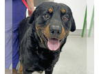 Rottweiler DOG FOR ADOPTION RGADN-1381839 - Billy Bob - Rottweiler (medium coat)