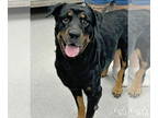Rottweiler Mix DOG FOR ADOPTION RGADN-1381847 - Anna - Rottweiler / Mixed