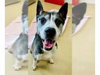 Siberian Husky DOG FOR ADOPTION RGADN-1381848 - MR. PICKLES - Siberian Husky