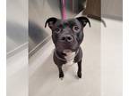American Pit Bull Terrier DOG FOR ADOPTION RGADN-1381858 - ODIN - Pit Bull