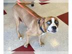 Bullboxer Pit DOG FOR ADOPTION RGADN-1381880 - BIRDIE - Boxer / Pit Bull Terrier