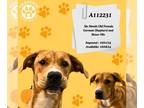 Boxer-German Shepherd Dog Mix DOG FOR ADOPTION RGADN-1381893 - GAMORA - German