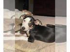 Australian Shepherd Mix DOG FOR ADOPTION RGADN-1381903 - Blue - Australian