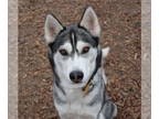 Siberian Husky DOG FOR ADOPTION RGADN-1381913 - Bella ID 47217 - Siberian Husky