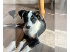 Border Collie Mix DOG FOR ADOPTION RGADN-1381914 - Louie Louie - Border Collie /