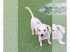 Poodle (Miniature) DOG FOR ADOPTION RGADN-1381921 - Clapton - Poodle (Miniature)
